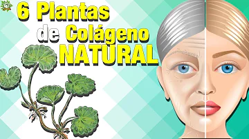 ¿Qué planta tiene colágeno?