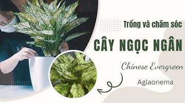 Trồng và chăm sóc cây ngọc ngân - Chinese Evergreen Spring Snow - Aglaonema Oblongifolium