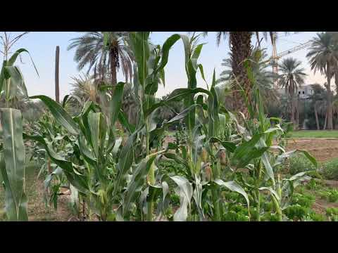 سجه مع الهاجوس بدون ايقاع زيارتنا مزرعه الطيبات بالدرعية