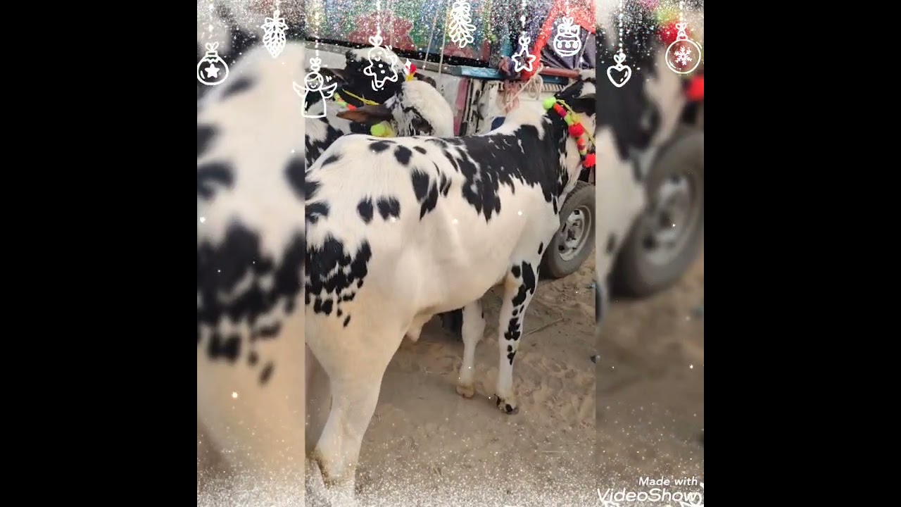 MashAllah Talagang Mavashi Mandi ma kgoobsoort dasi bail  27 12 2021