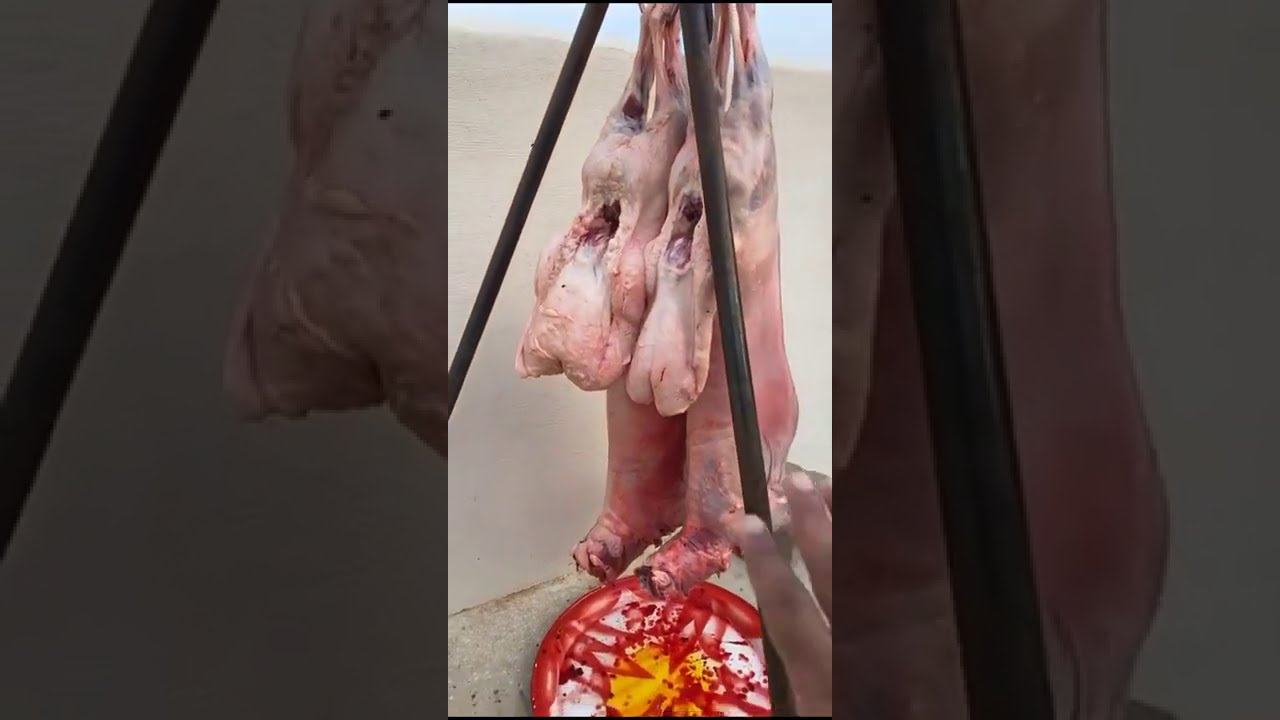 افتتاح البيت الشعبي في الخرج عند ابوحزام طبخ ذبيحتين ومفطح محمر وجريش ومرقوق