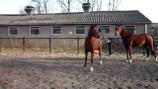 Download Lagu Rih al Dhariyat en Sapinia AX on the move MP3