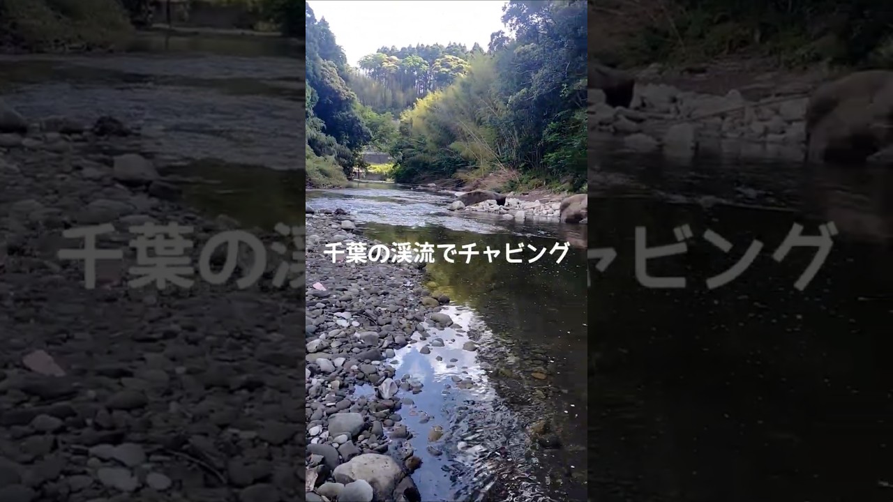 千葉の渓流でチャビング 予期せぬ大物ヒット! #fishing #チャビング #japanfishing #釣り #ナマズ #アウトドア