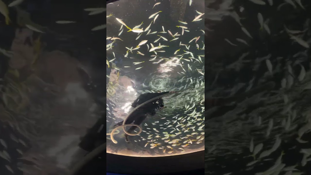 Fish Tank Cleaning at Kansas City Zoo and Aquarium 