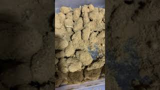 Twax Joints And Moonrocks