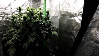 Week 5 of Flower, Mars Hydro SP250 & SP3000 side by side, Hoppy Easter!