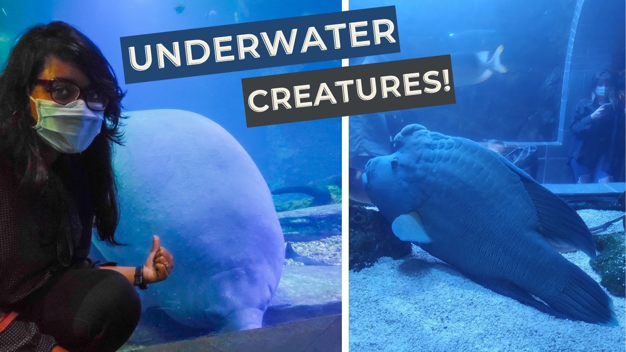 Exploring Dallas Aquarium in 2021 Epi. 19 2021 Travel Vlog YouTube