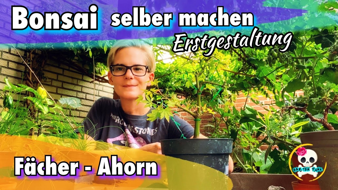 Bonsai selber machen : Ahorn Bonsai - Fcher Ahorn / Orange Dream , Bonsai  selber ziehen