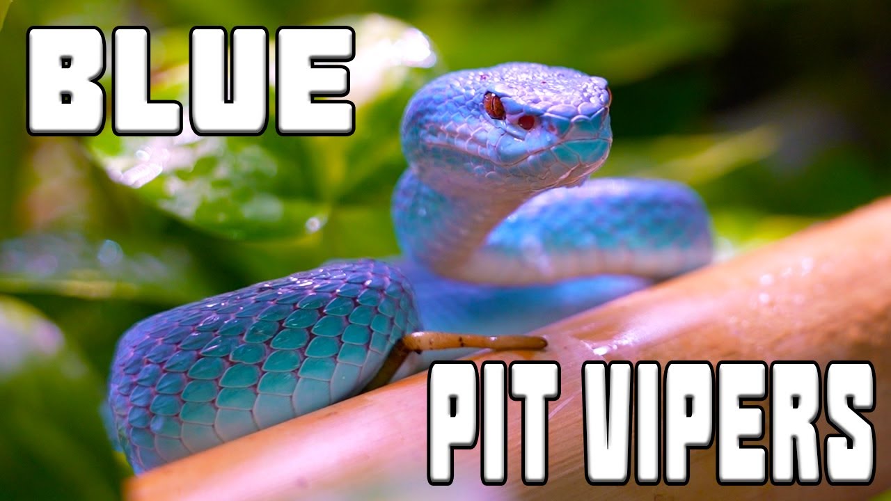 LIVE FEEDING my BEAUTIFUL BLUE PIT VIPERS | Tyler Nolan |