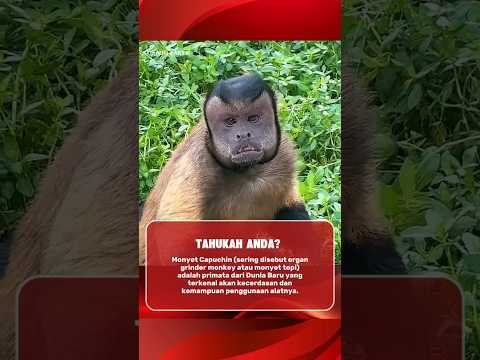 Tahukah Anda Monyet Capuchin Adalah Salah Satu Primata Paling Cerdas Capuchinmonkey