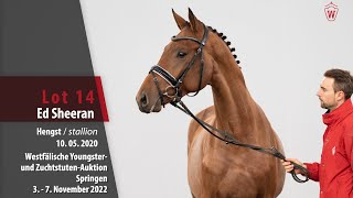 Online-Auktion Lot 14 Ed Sheeran Hengst V. Eldorado Van De Zeshoek - Diamant De Semilly