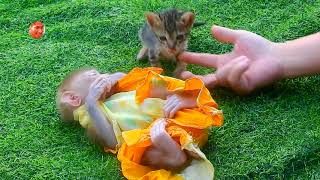 Baby Kitten Dont Bite Me .. Luna Pain