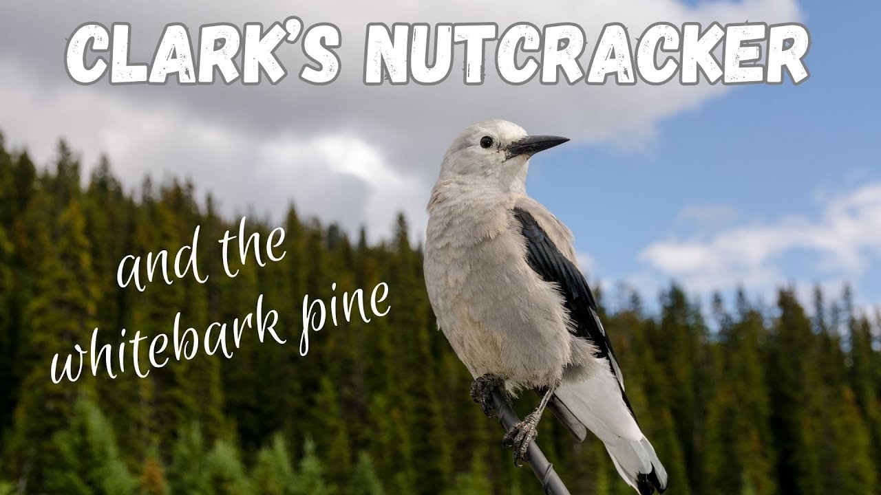 Clark's Nutcracker and the Whitebark Pine