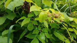 Raspberry picking tips