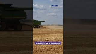 Лелеки на полях Тернопільщини