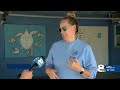 Sea turtle nesting season begins; experts at Mote encourage the community to do their part