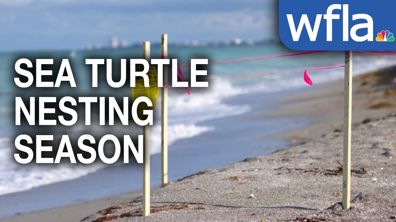 Sea turtle nesting season begins; experts at Mote encourage the ...