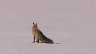 BBC  Fox Snow Dive   Yellowstone WMV V9