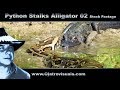 Python Stalks Alligator 02 Stock Footage