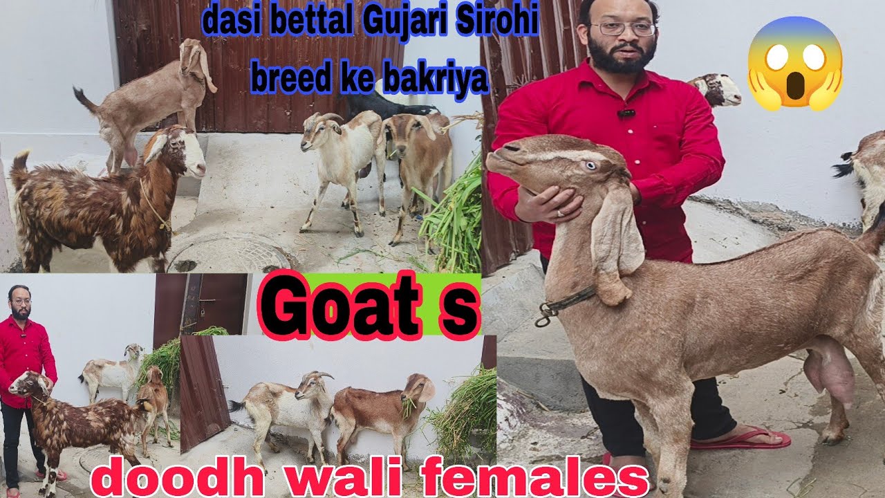 MAQ Goat farm per doodh wali bakriya hai Gujari bettal dasi hai kotha male female available in Hyde 