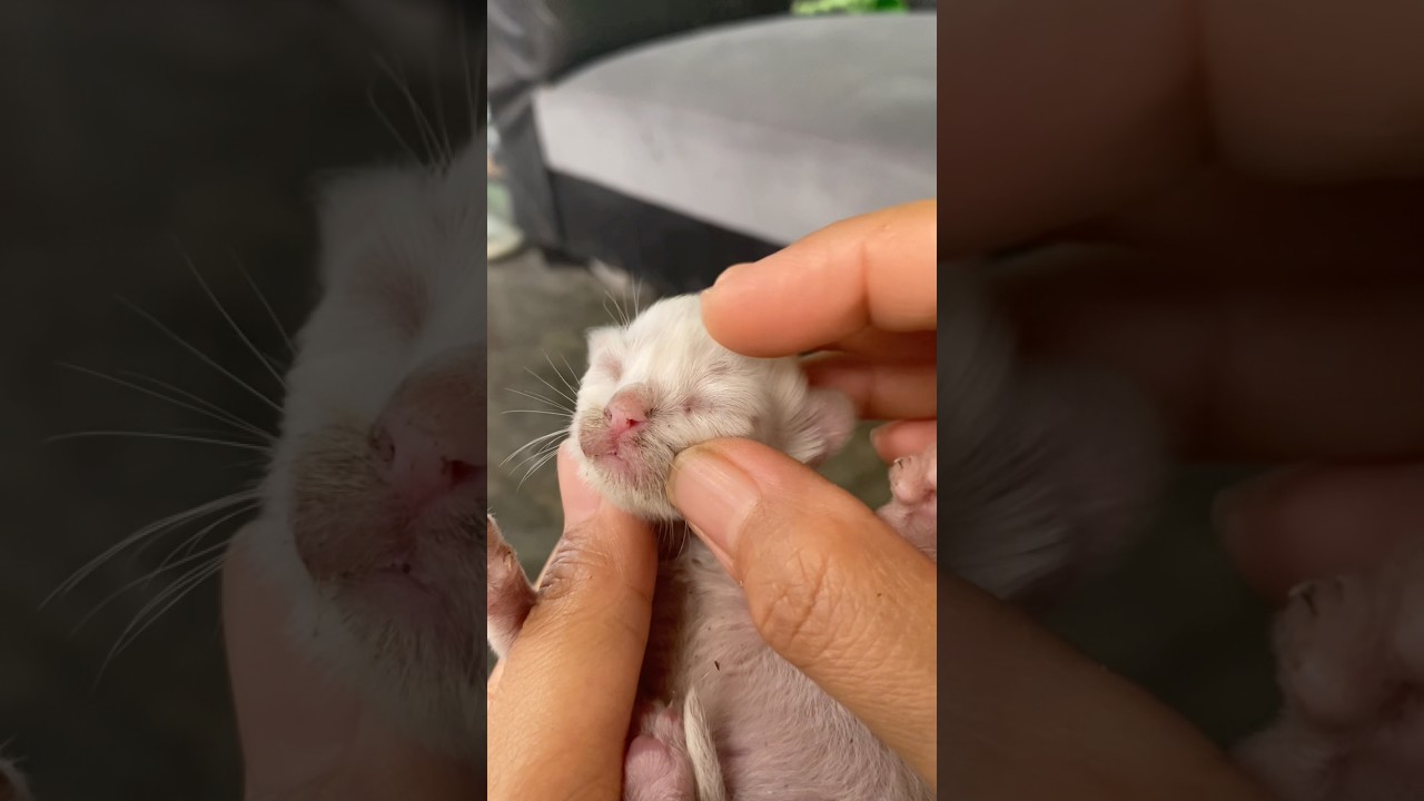 Ternyata Mata Kucing Kalau Masih Bayi Ketutup