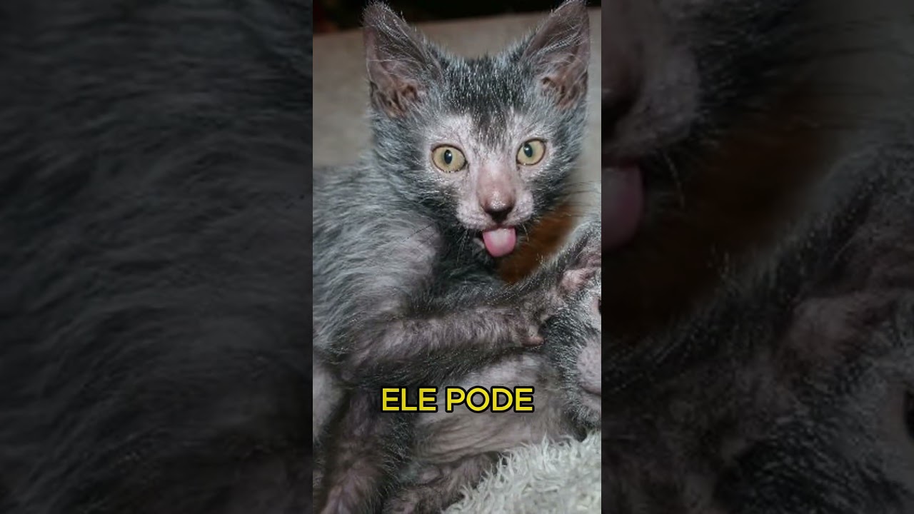 O Gato Lobisomem #gatos #pets #shorts