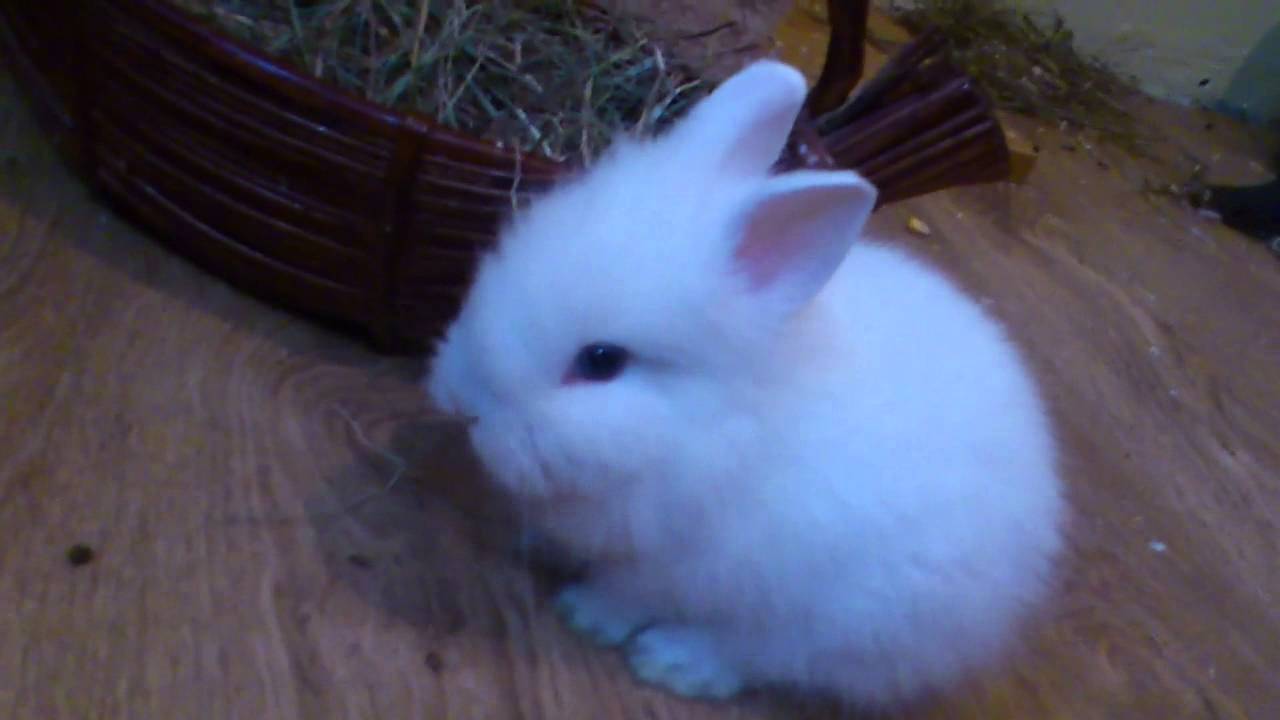  sweet bunny  YouTube