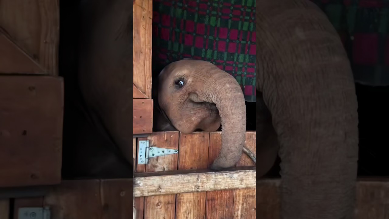 how clingy is a baby elephant#funny #elephant #animal #cute #nature