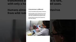 Why hantavirus is not the new Covid