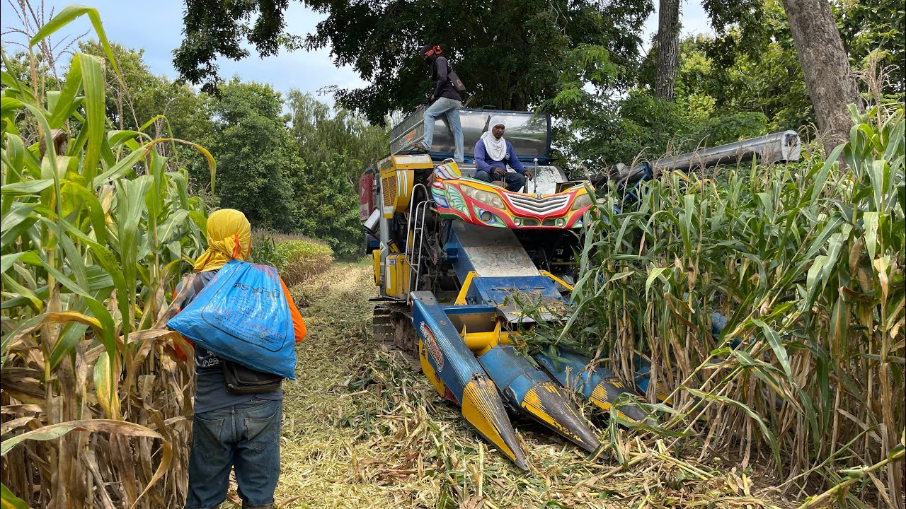 เกี่ยวข้าวโพดจ่าบอมพันธุ์ S7 มาดูกันว่าจะได้เท่าไร