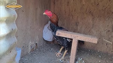 LOS SNOW LOJ HEEV OS COV PHOOJ YWG 11.26.25 | SHOWBIRD | QAIB THAI | SHAMO | ASEEL | PAKOI | GANOI