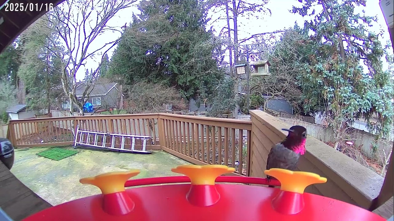 Hummingbird at feeder