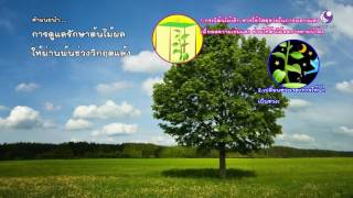 รายการ คนไทยหัวใจเกษตร วันที่ 19 พฤษภาคม 2559 B2