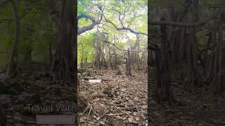 The Giant Banyan Tree of Delft Island | Sri Lanka #jaffna