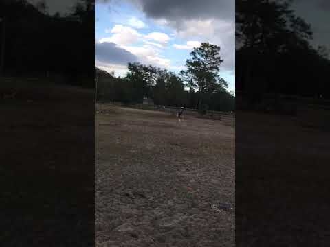 Ralajandome camera iphone 8 plus apk