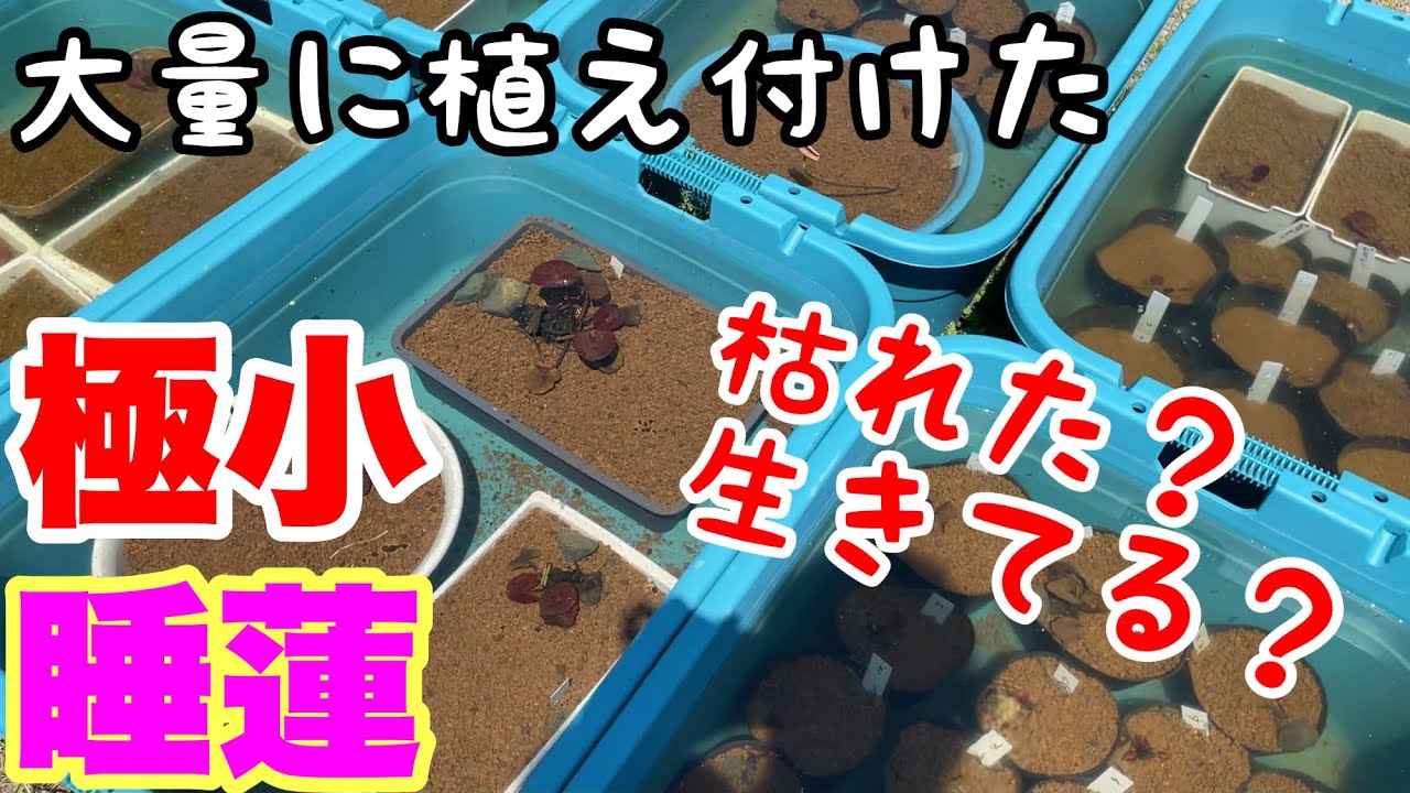 睡蓮農園 極小睡蓮は枯れた 成長してる Youtube