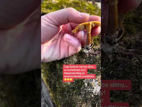 Video: Kërpudha helmuese Galerina me thekë. Veçoritë