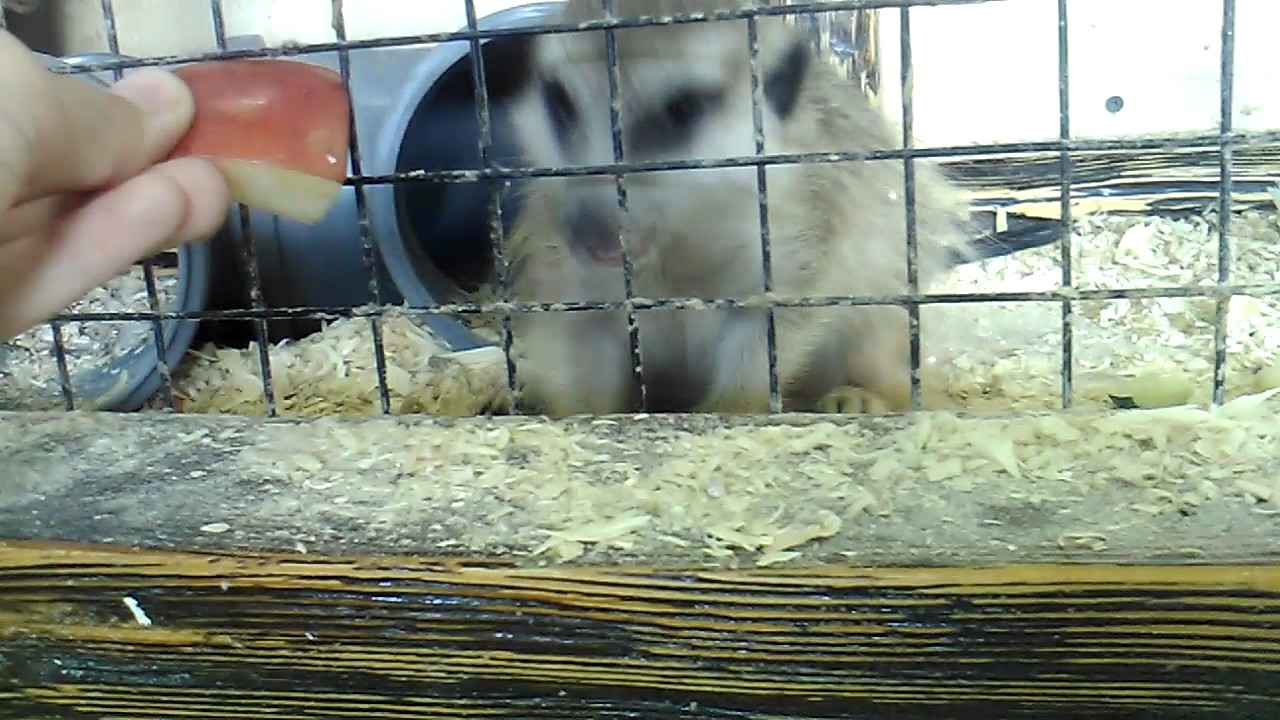 Я в контактном зоопарке - YouTube