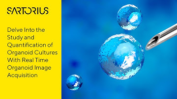 Studying 3D Organoids with Live-Cell Imaging and Analysis