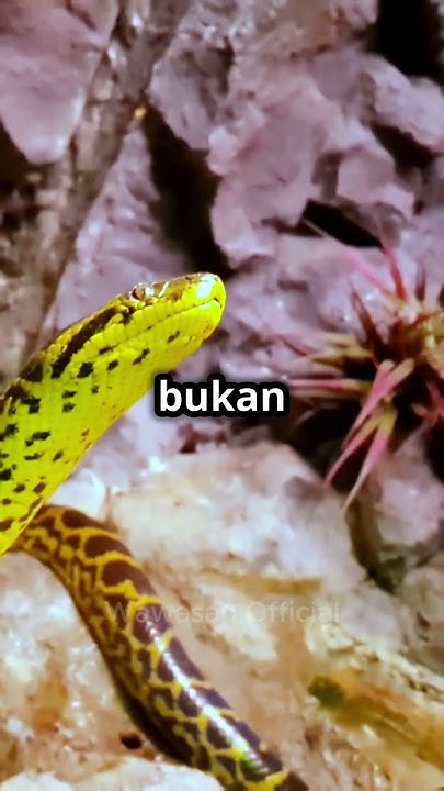 Spesies Baru Ular Raksasa Ditemukan! Northern Green Anaconda (Eunectes