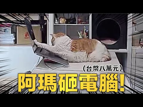 【黃阿瑪的後宮生活】阿瑪砸電腦！損失慘重！
