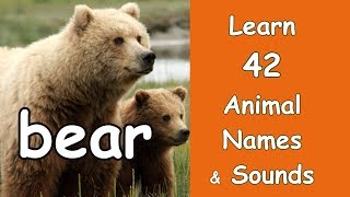 42 Animal Sounds with Names and Pictures. Learn Animal Names &amp; Sounds