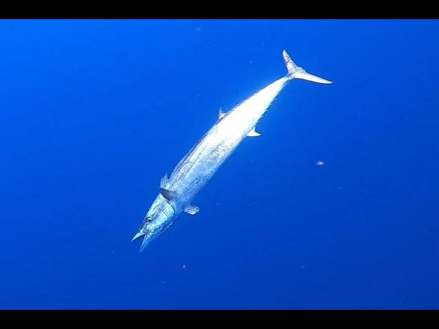 Hawaii Kayak Fishing: Trolling Live Opelu for Wahoo 