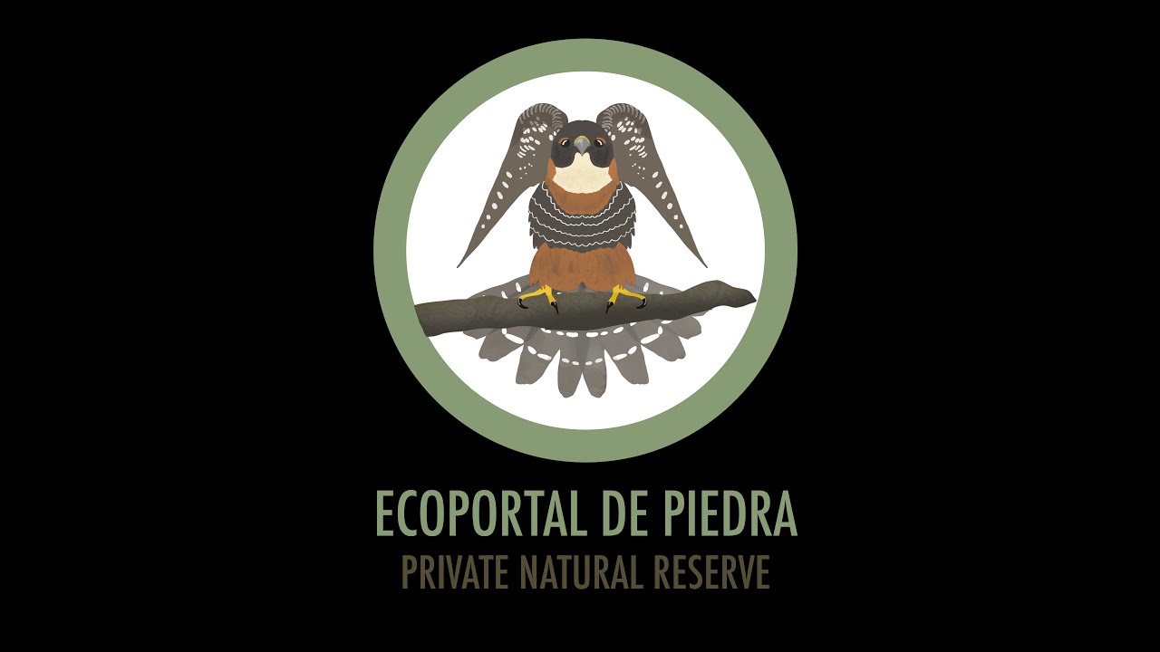 Rey del Bosque (Pheucticus aureoventris) Black-backed Grosbeak 