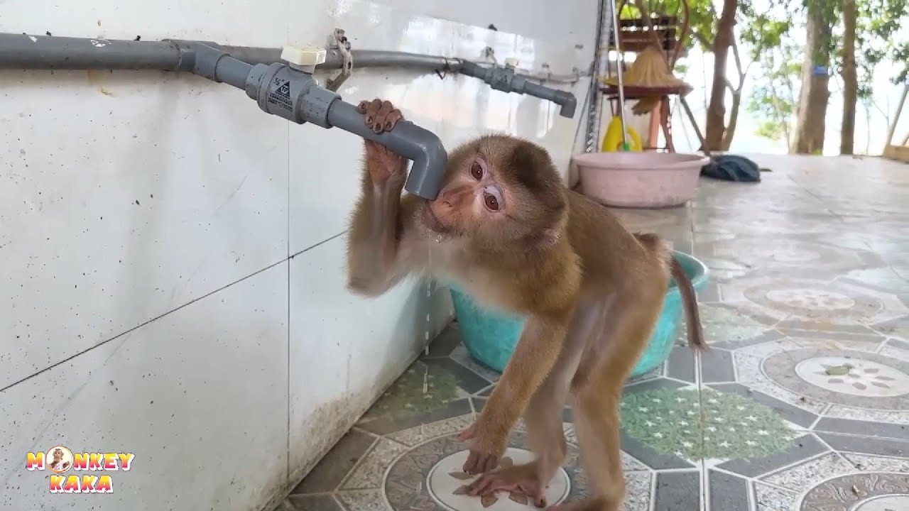 Обезьяна Кака пила воду по каплям, потому что очень хотела пить.