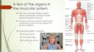 Lab 1 - Part 3 -  a few organs found in each organ system