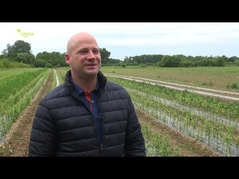 Video: Kako Uzgajati Japansku Dunju?