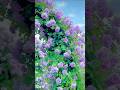 Beautiful flowers 🌹🌹#shorts #shortvideo #trending #viralvideo #viralshorts #youtubeshorts #ytshorts