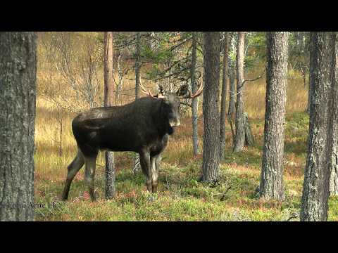 Vanlige årsaker til at Rizk nekter uttak