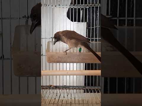 أنغام البلبل سيمفونية الطبيعة العذبة 